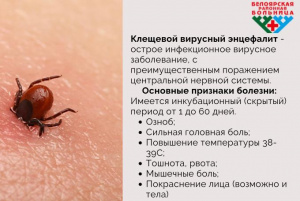 Осторожно: клещевой энцефалит! 